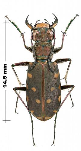 Réf. 245 481 : Calomera littoralis nemoralis